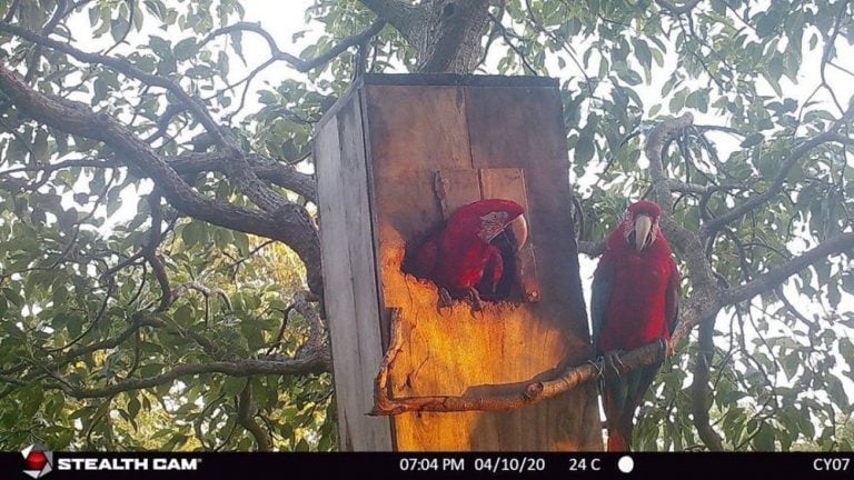 Guacamayos Rojos se están adaptando al Iberá.