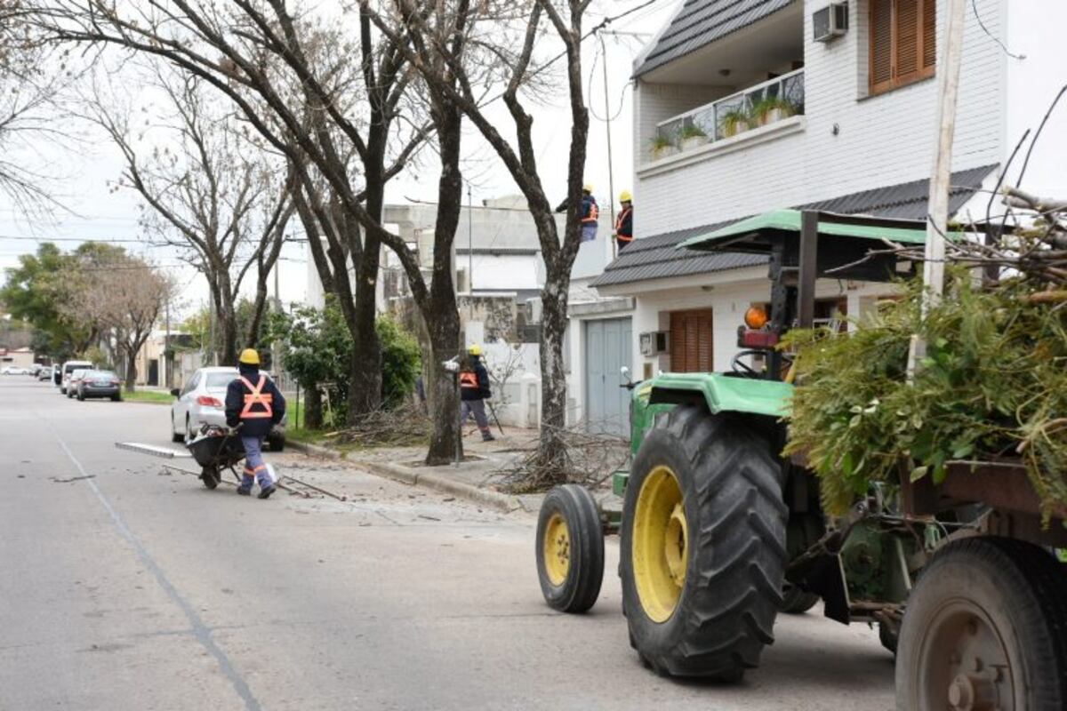 Poda de árboles, diversos pedidos desde el Concejo Municipal