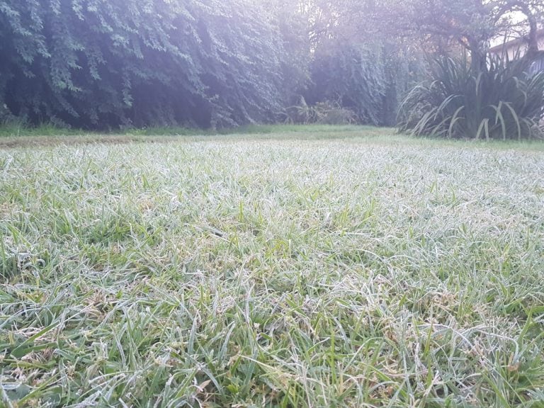 La foto de un jardín que nos envió una lectora, donde se puede apreciar una fina capa de helada.