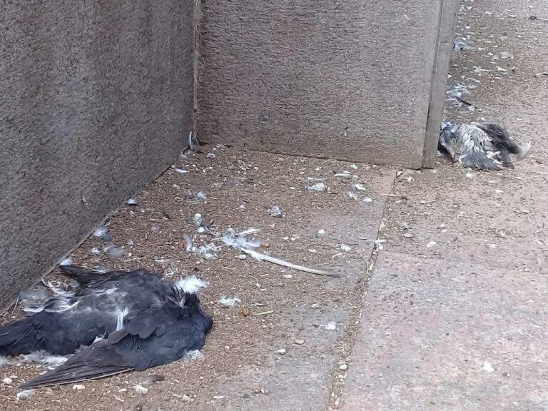 Palomas muertas en la Plaza 9 de Julio (FM Aries)