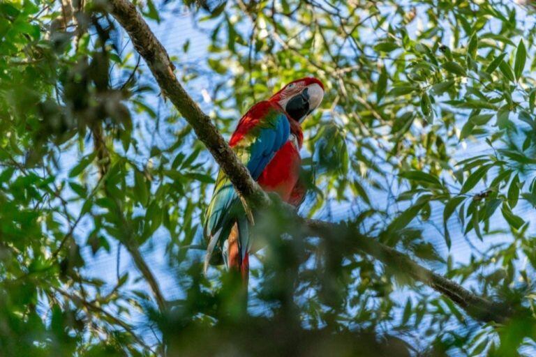 Guacamayos rojos regresan a los Esteros del Iberá.