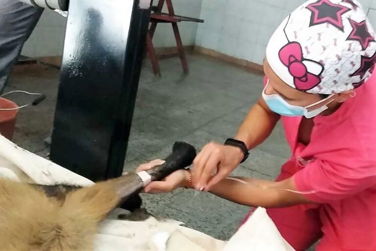 El equipo de veterinarios encargados de operar a "Roque". (Fotos Gentileza)