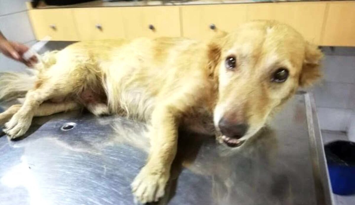 La historia de Matías y Duke, el perrito rescatado casi muerto, que hoy está bien y con nuevo hogar