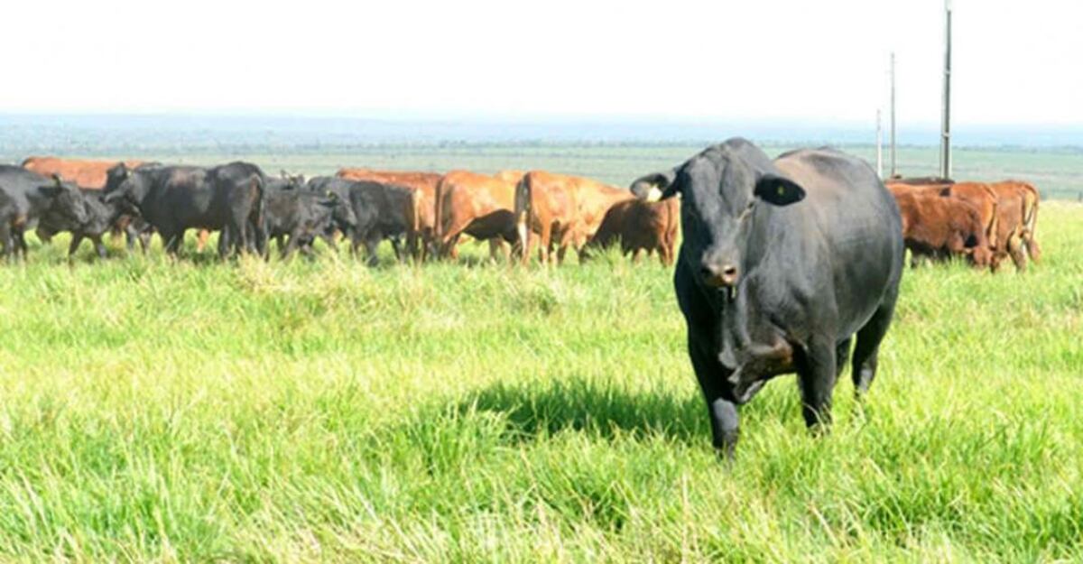 Entre Ríos promueve la asistencia a pequeños productores de carne
