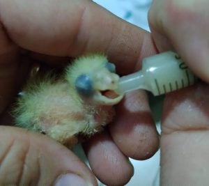 Eldorado: rescataron siete ejemplares de loros y sus crías