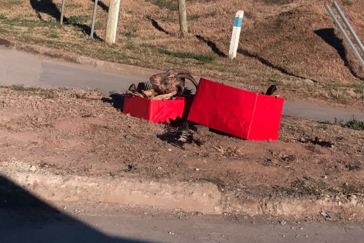 Córdoba: el aterrador ritual que apareció en una calle de Villa Esquiú