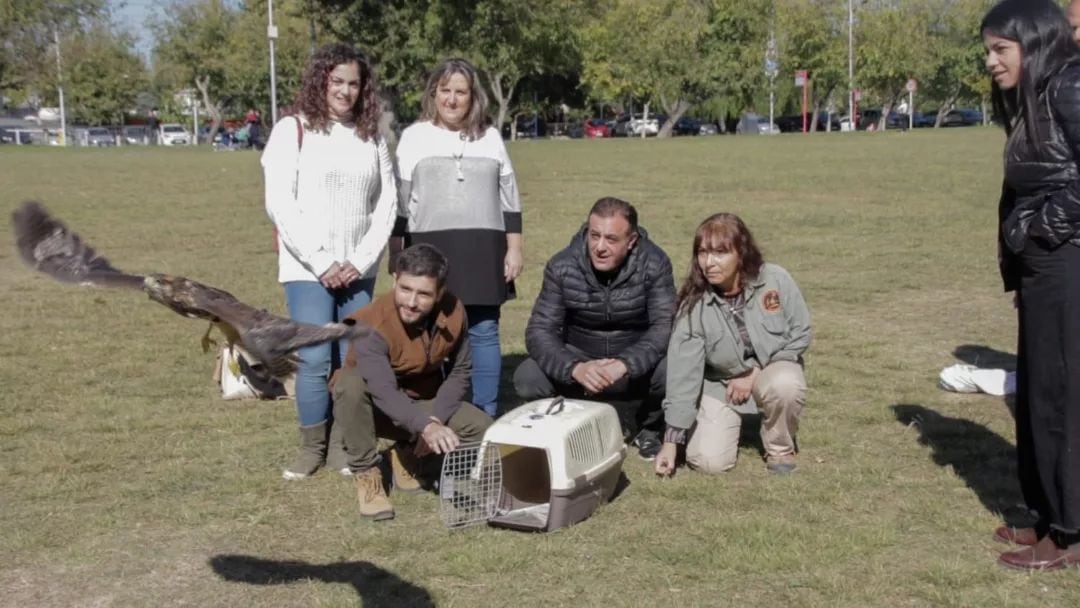 La emotiva liberación de un gavilán en Ciudad y su gran aporte en el control de plagas y enfermedades. Foto: Prensa Ciudad de Mendoza.