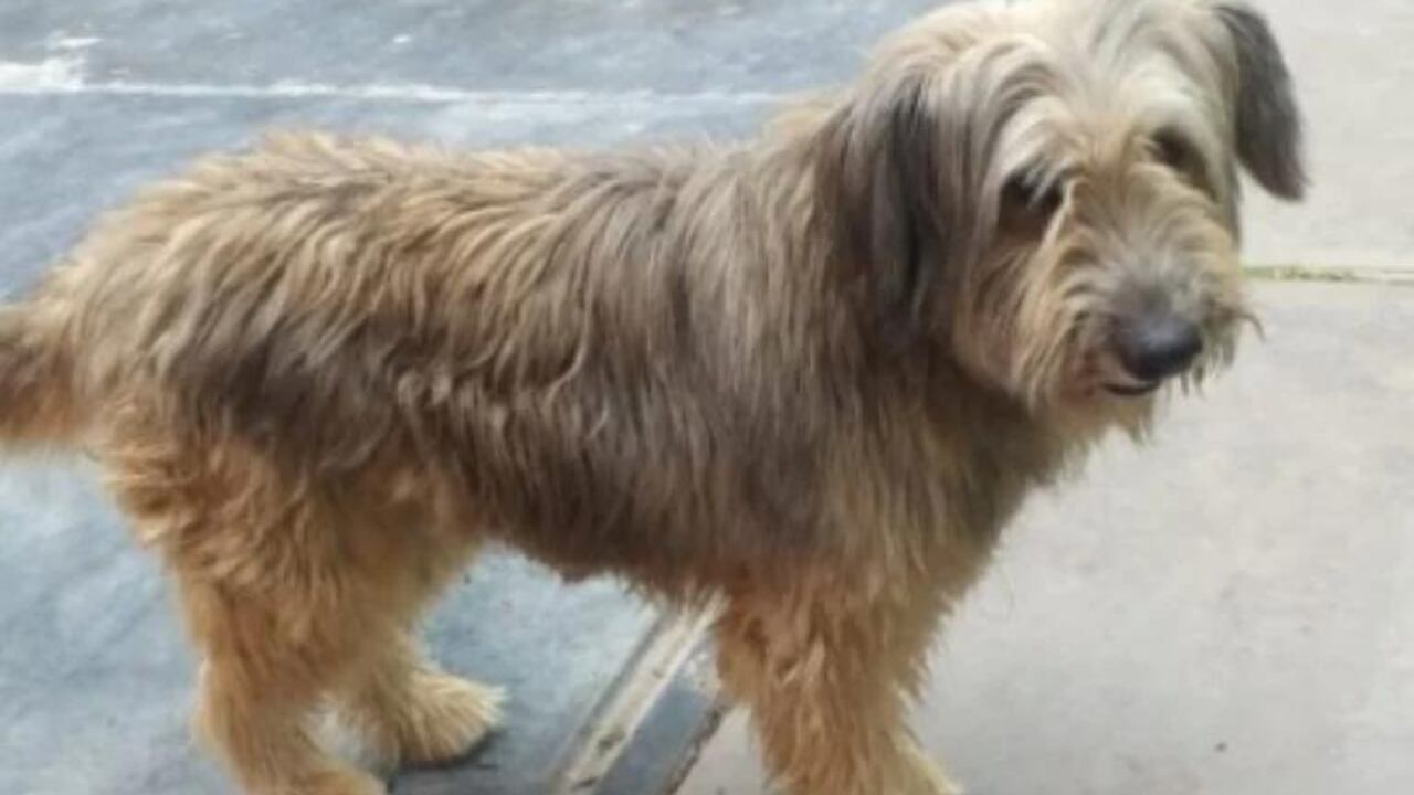 Una familia sanjuanina busca desesperadamente a su perrito Tobi y ofrece recompensa