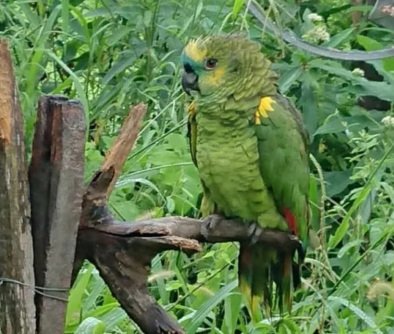 Ejemplar de loro hablador (Amazona aestiva). Diez de estas aves, hacinadas y en cajas, eran transportadas de manera ilegal en un vehículo particular.