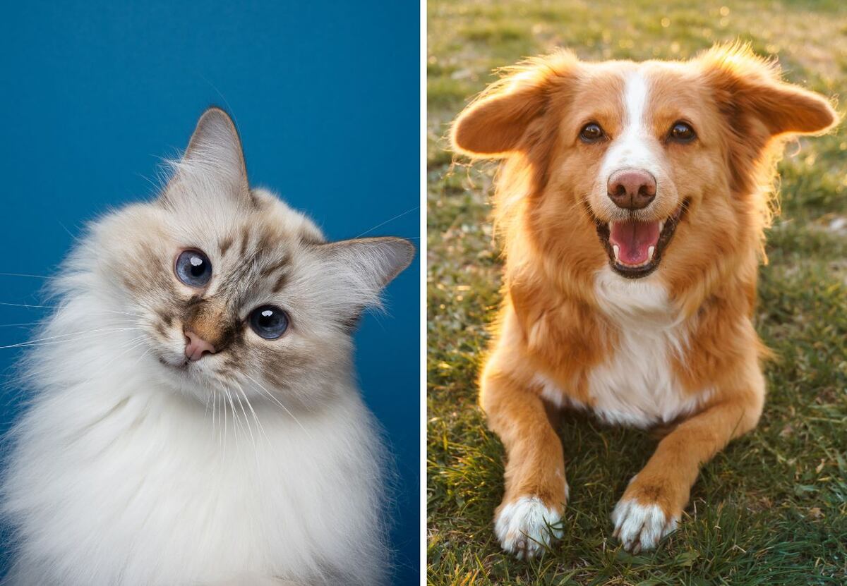 ¿Perros o gatos? Una encuesta reveló cuál es la mascota más elegida por los argentinos