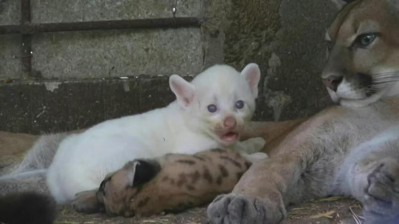 Las espectaculares imágenes del puma albino nacido en Nicaragua