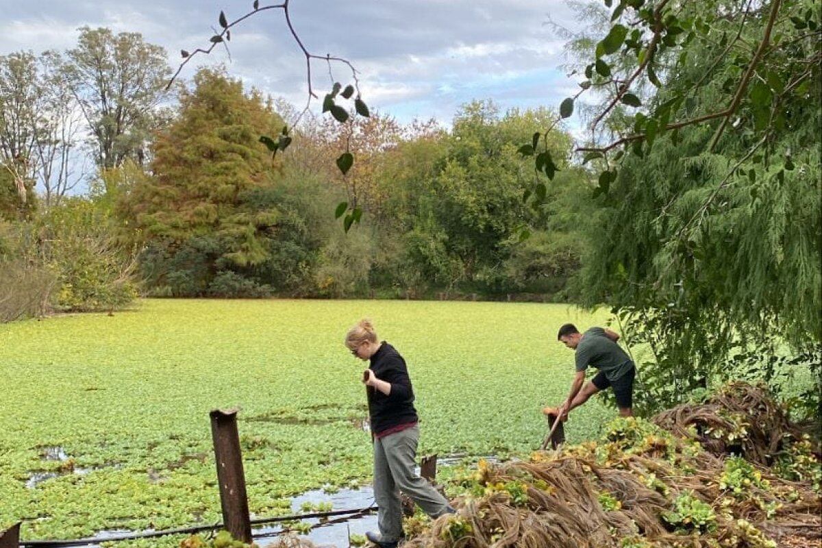 Repollitos de agua en Laguna del parque Gualeguaychú