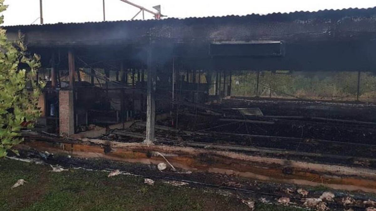 Córdoba: más de 10.000 pollos mueren en incendio de un criadero
