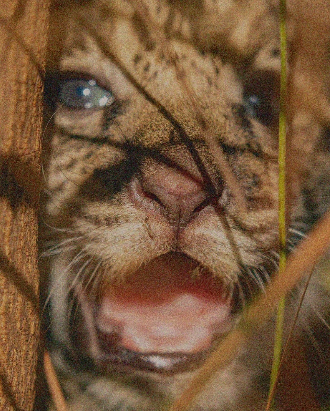 Registraron el yaguareté número 21 en el Parque Iberá.