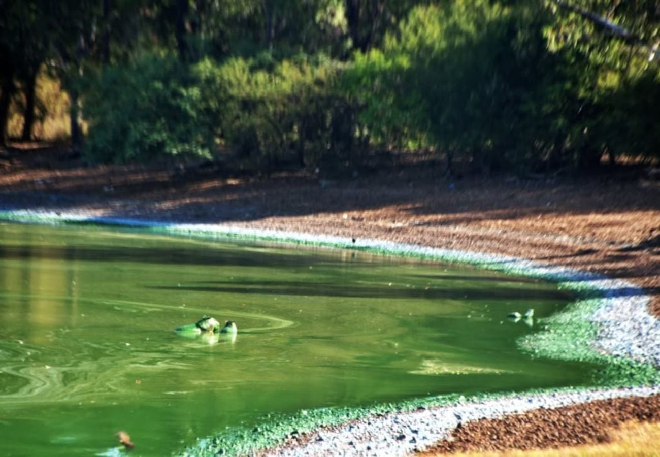 Los Carpinchos aparecieron verdes por la alta concentración de cianobacterias en el agua.