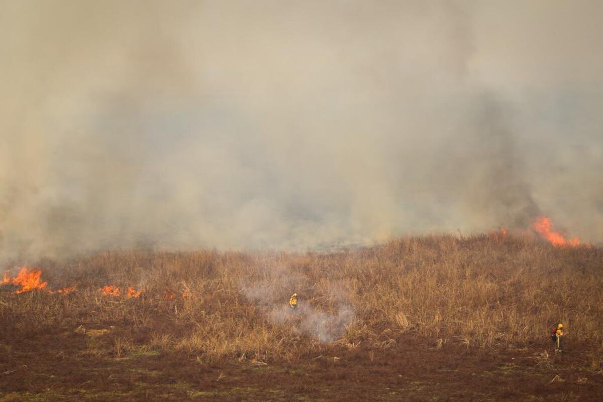 Incendios en el Delta del Paraná: proponen penas de prisión más altas