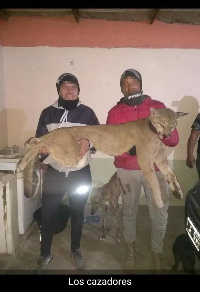 Cazaron un puma y lo mostraron en las redes sociales: fue un grupo de Sastre.