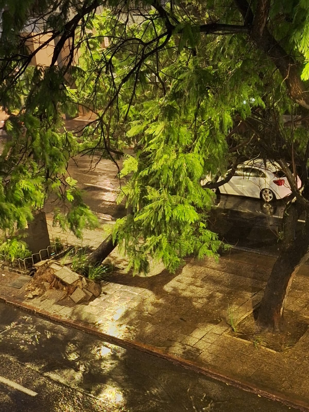 Se cayó un árbol en pleno Centro de Córdoba. (Foto: X)