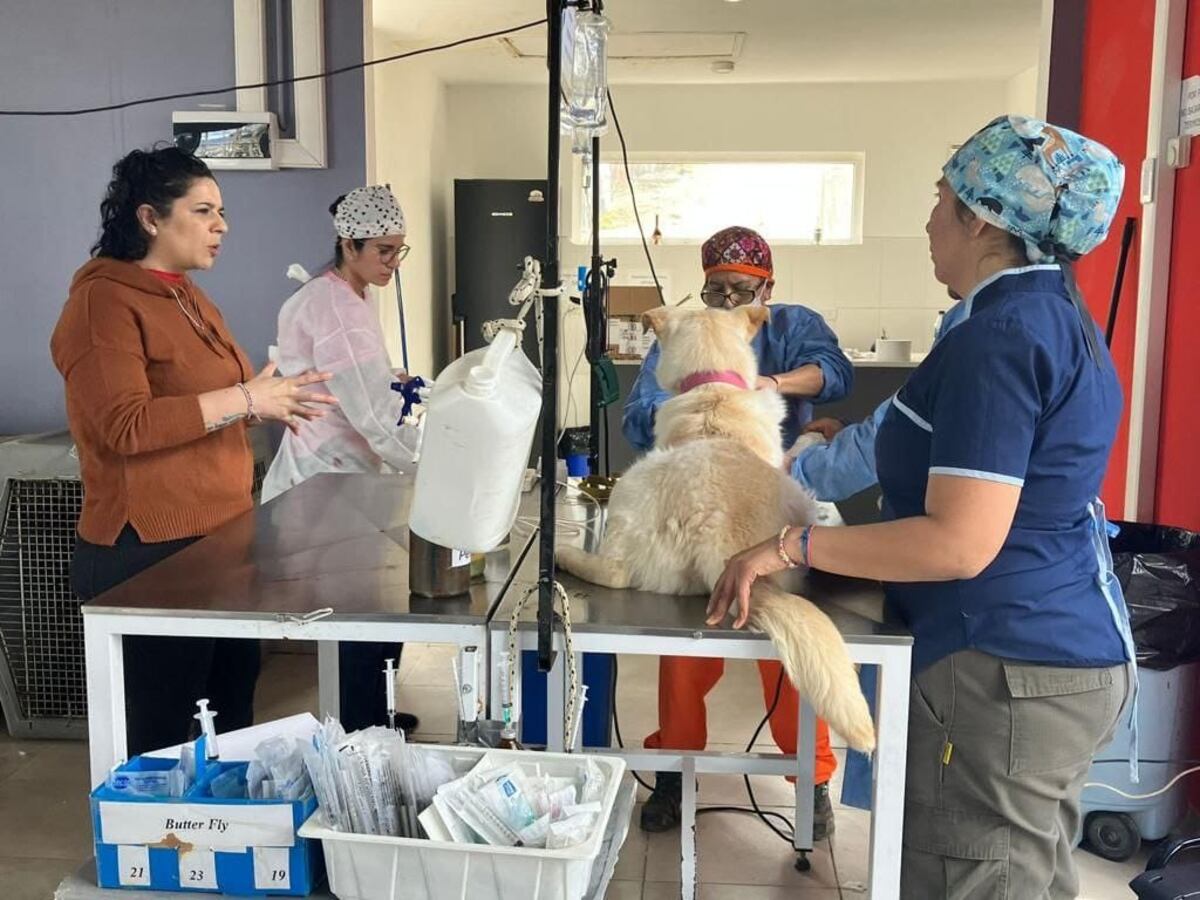 Ushuaia participó de las jornadas de castración masiva en América Latina