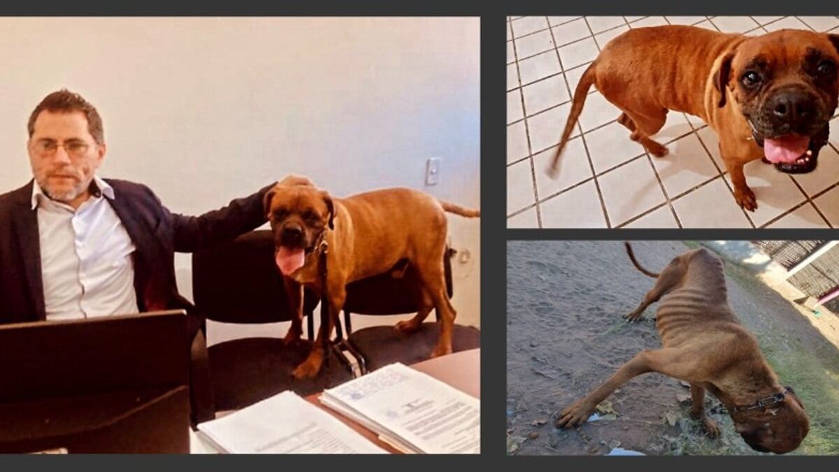 Histórico: un perro participó en el juicio contra su dueña por maltrato animal