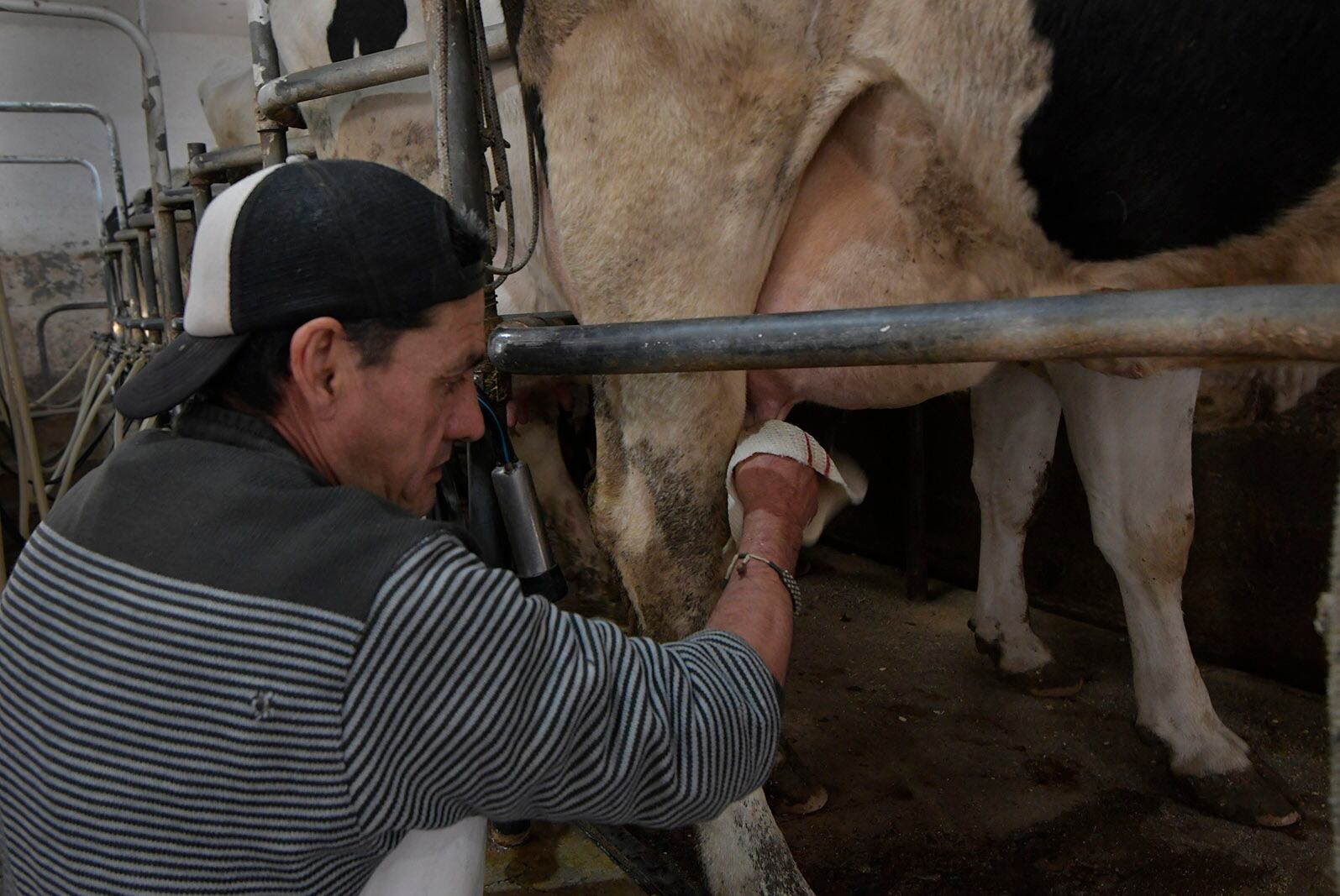 Desde los tambos indican que aumentó la compra desde el incremento de precios en los supermercados de la provincia. Imagen ilustrativa del trabajo en un tambo de Mendoza.

Foto: Orlando Pelichotti / Los Andes