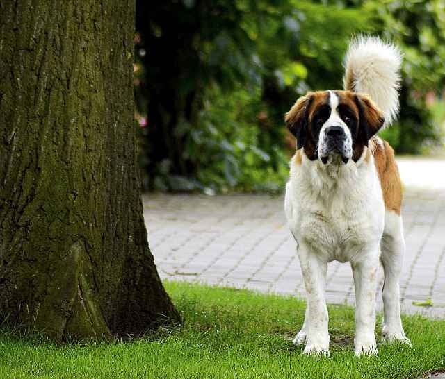 Películas sobre perros