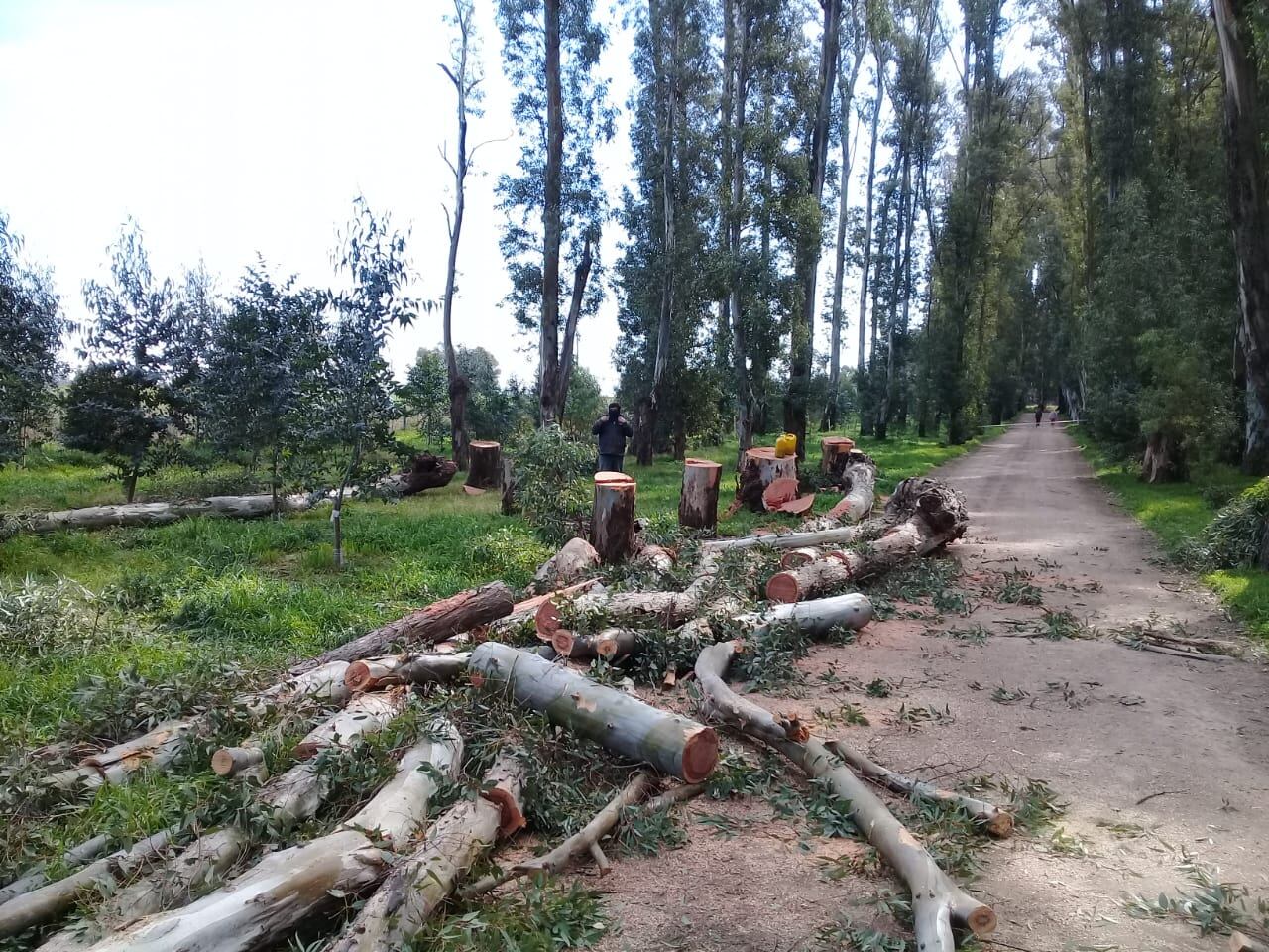 Piden cesar con el corte de árboles en el Parque Cabañas de Tres Arroyos y la municipalidad aduce que está reforestando