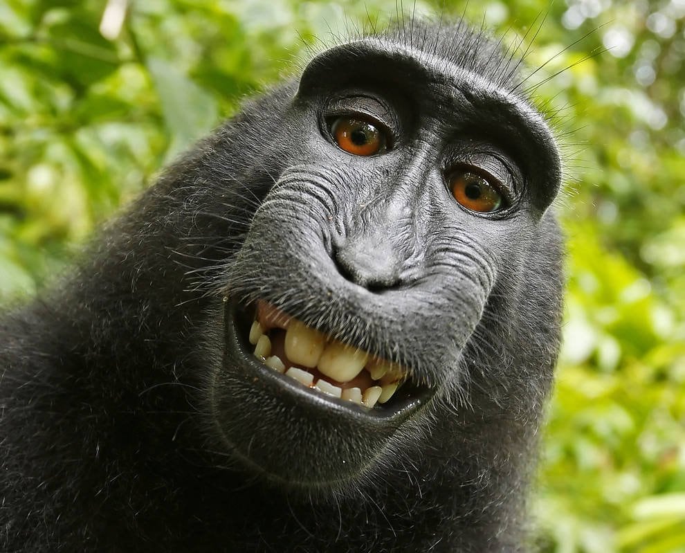 Las mejores selfies de animales. (Foto: Twitter)