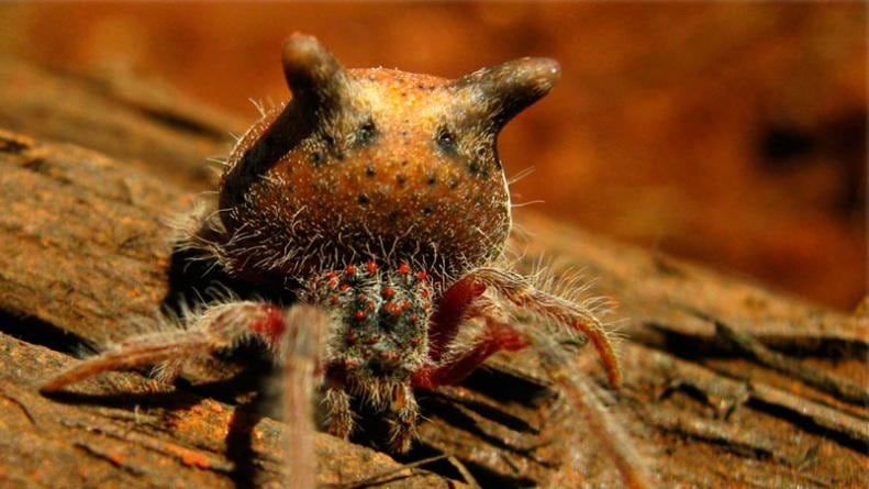 La araña cabeza de gato (se la conocer así por la forma que tiene cuando se la mira desde la parte posterior).