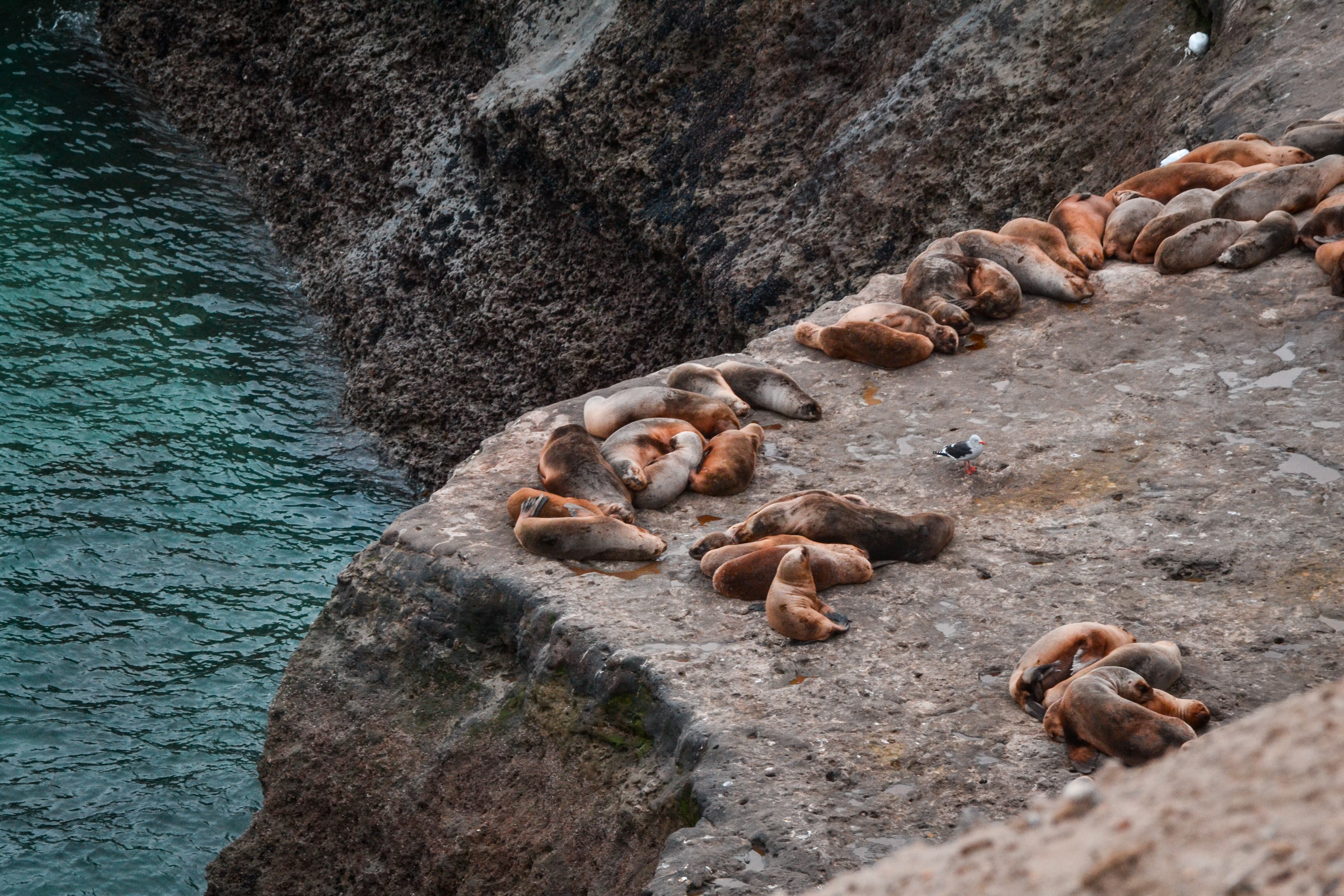 Lobos marinos desde el Golfo Nuevo