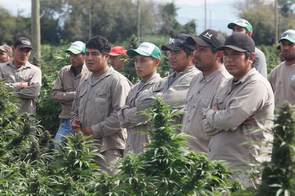 El proyecto Cannava empleó a un total de 145 trabajadores directos y "seguramente habrá más durante la cosecha", dijo el Gobernador.