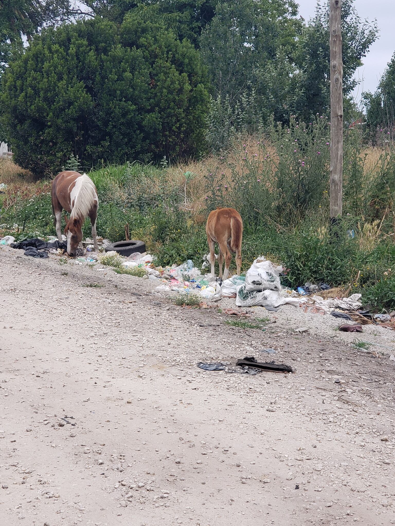 Animales sueltos y microbasurales a la vera de la Ruta 88