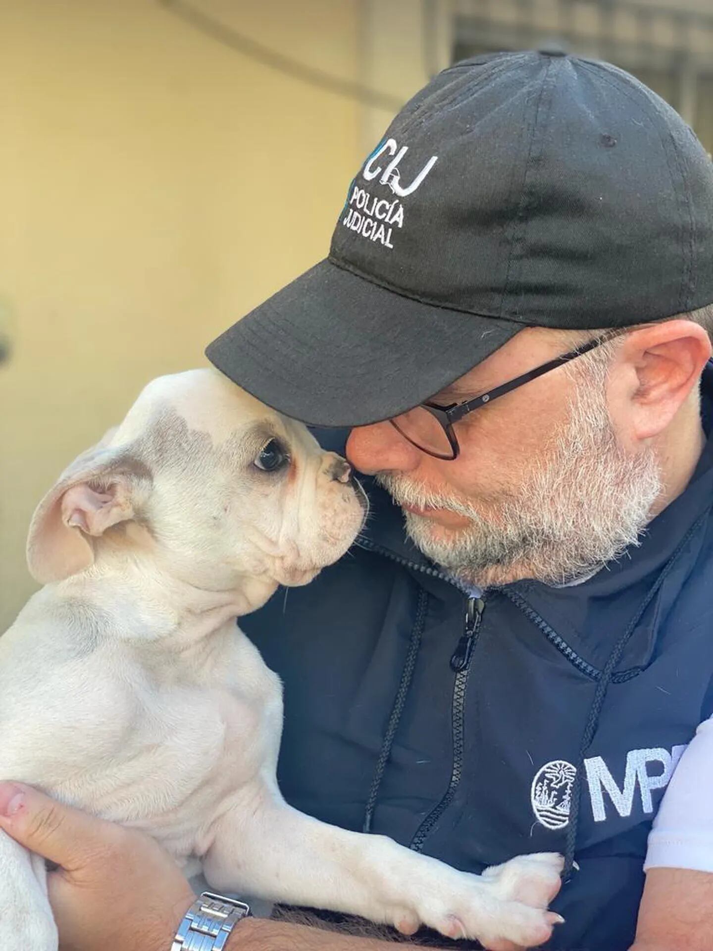 Los perros se encuentran en buen estado de salud y serán entregados a una ONG.