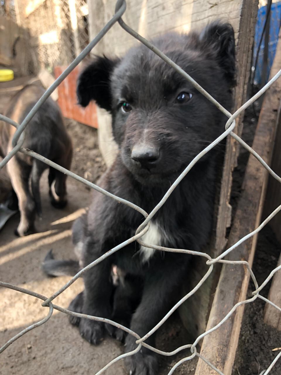 Ayudar a los perros fue lo que ayudó a Rosy salir adelante.