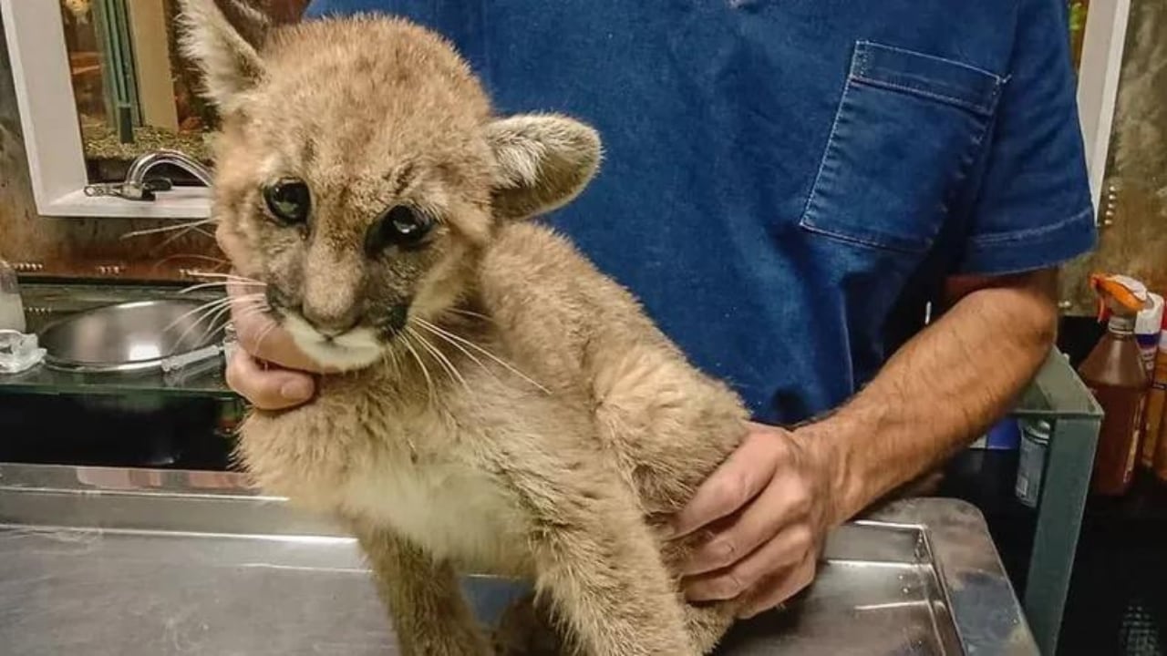 La puma esta bajo protección hasta que mejore su salud.