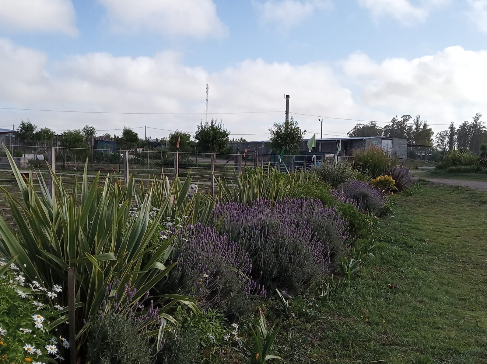 Centro de zoonosis, Tres Arroyos