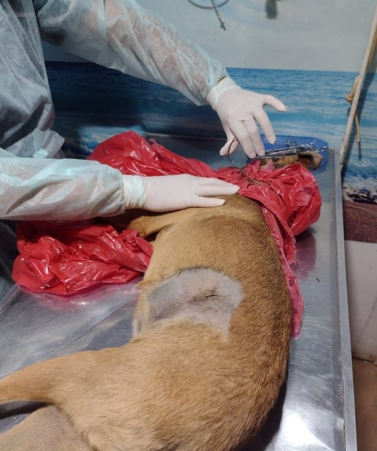 La perrita fue ahorcada con alambre y con una bolsa en la cabeza.