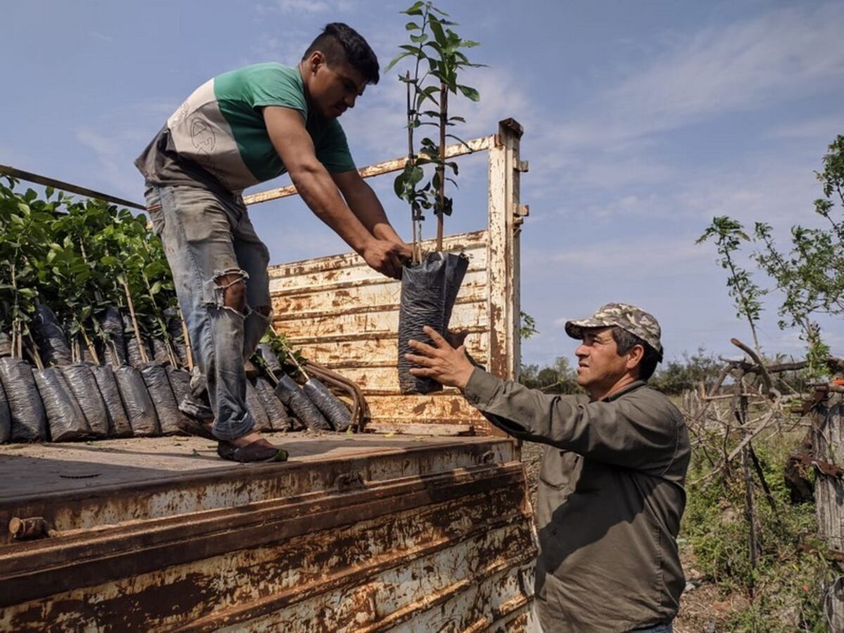 Planes Limón y Nuez Pecán: impulsan proyectos productivos en la provincia