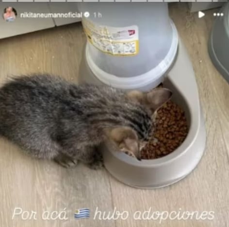 Nicole Neumann y su nuevo gatito.