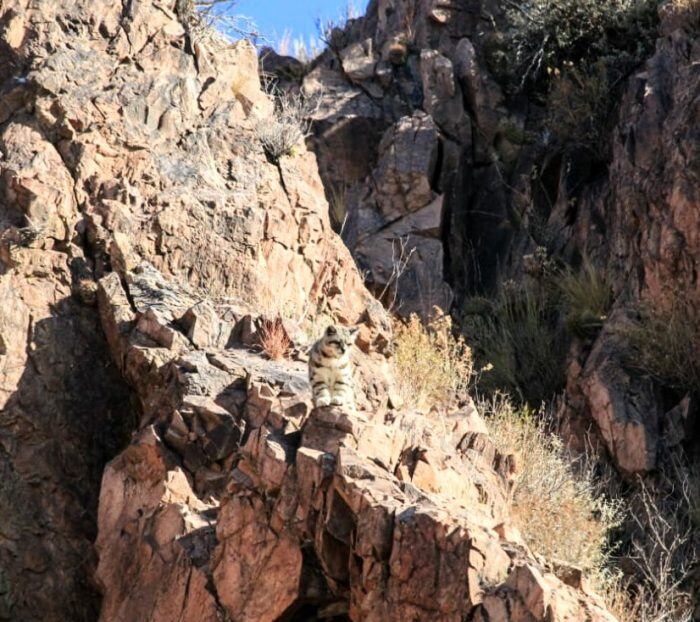 Las imágenes del gato andino los consiguió Gonzalo Aspina, guía de turismo aventura.