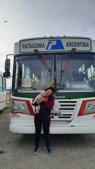 El perrito se subió a un colectivo y el chofer lo llevó a la terminal.