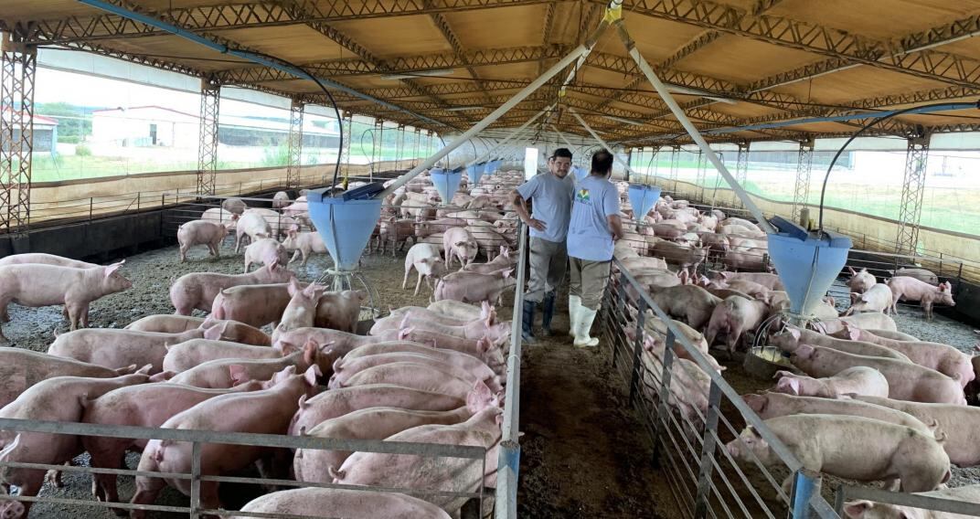 Advierten sobre el aumento de criaderos de chanchos en Tandil.