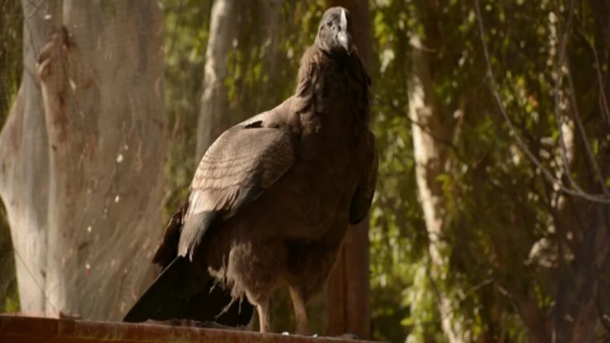 Envían un pichón de cóndor sanjuanino a la Patagonia para evitar la extinción
