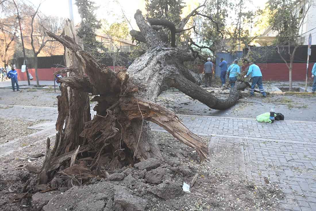 A fines de agosto el Zonda dejó sus consecuencias características en el Gran Mendoza.