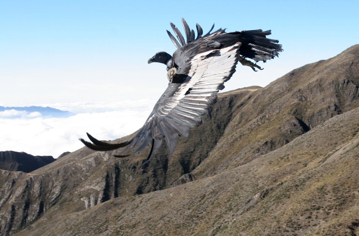 Rescataron a un cóndor que no podía volar en un paraje de Salta