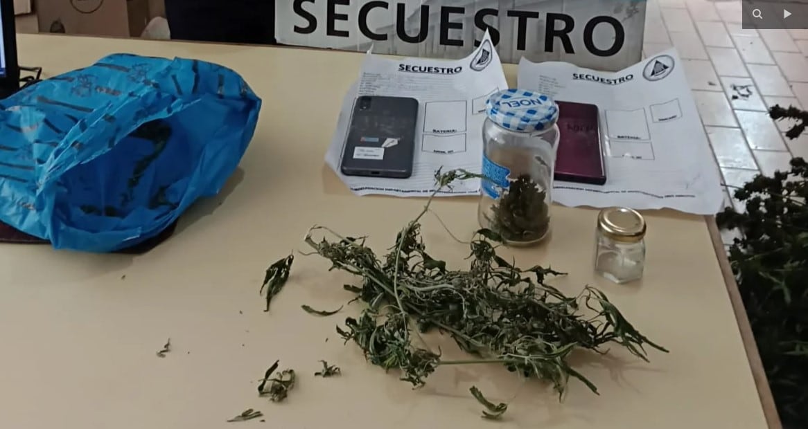 Tres Arroyos: Recuperan plantas de marihuana robadas a un productor de aceite de cannabis