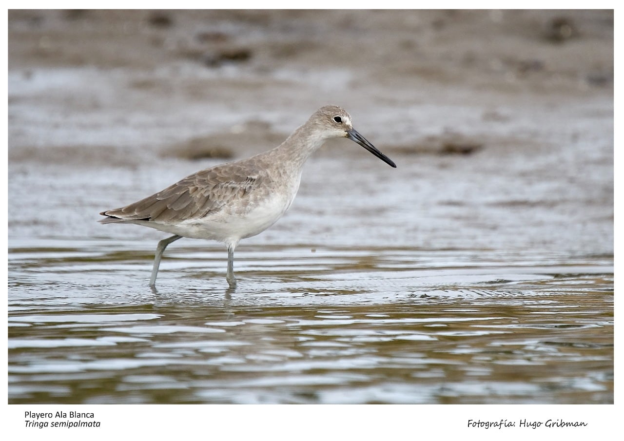 Será el 12 y 13 de Noviembre en la Albufera de la laguna