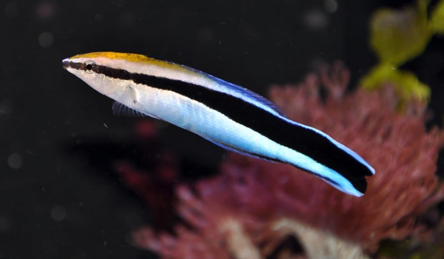 El pez limpiador o dentista de los tiburones.