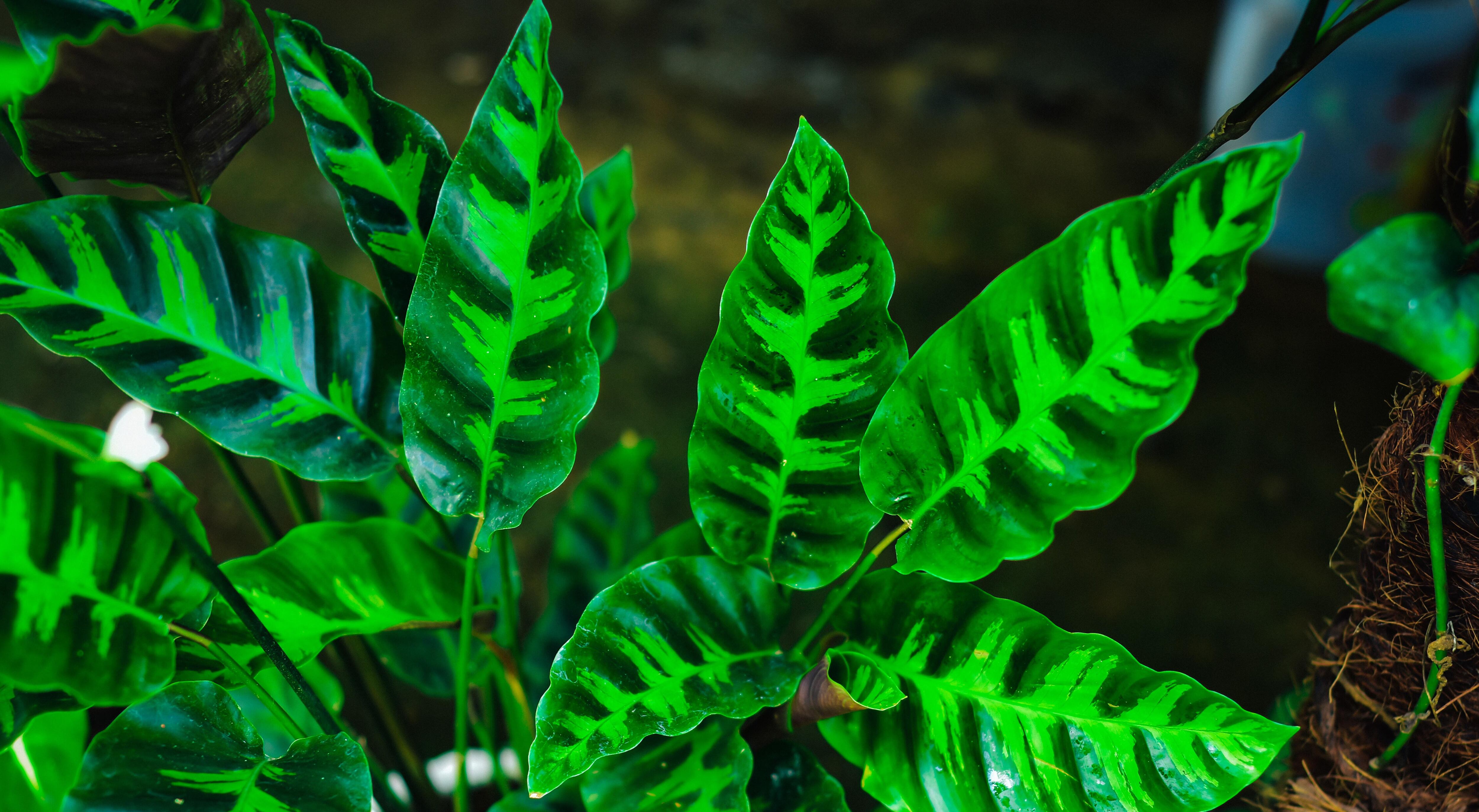 Las hojas de la Calathea se pliegan por la noche y vuelven a desplegarse por la mañana. Si hace mucho calor, pulvericemos a menudo sus hojas y sustrato.