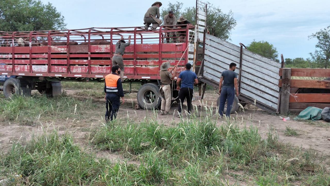 La Justicia santafesina recibió dos denuncias por abigeato en la misma zona desde noviembre. (Ministerio de Seguridad de Santa Fe)